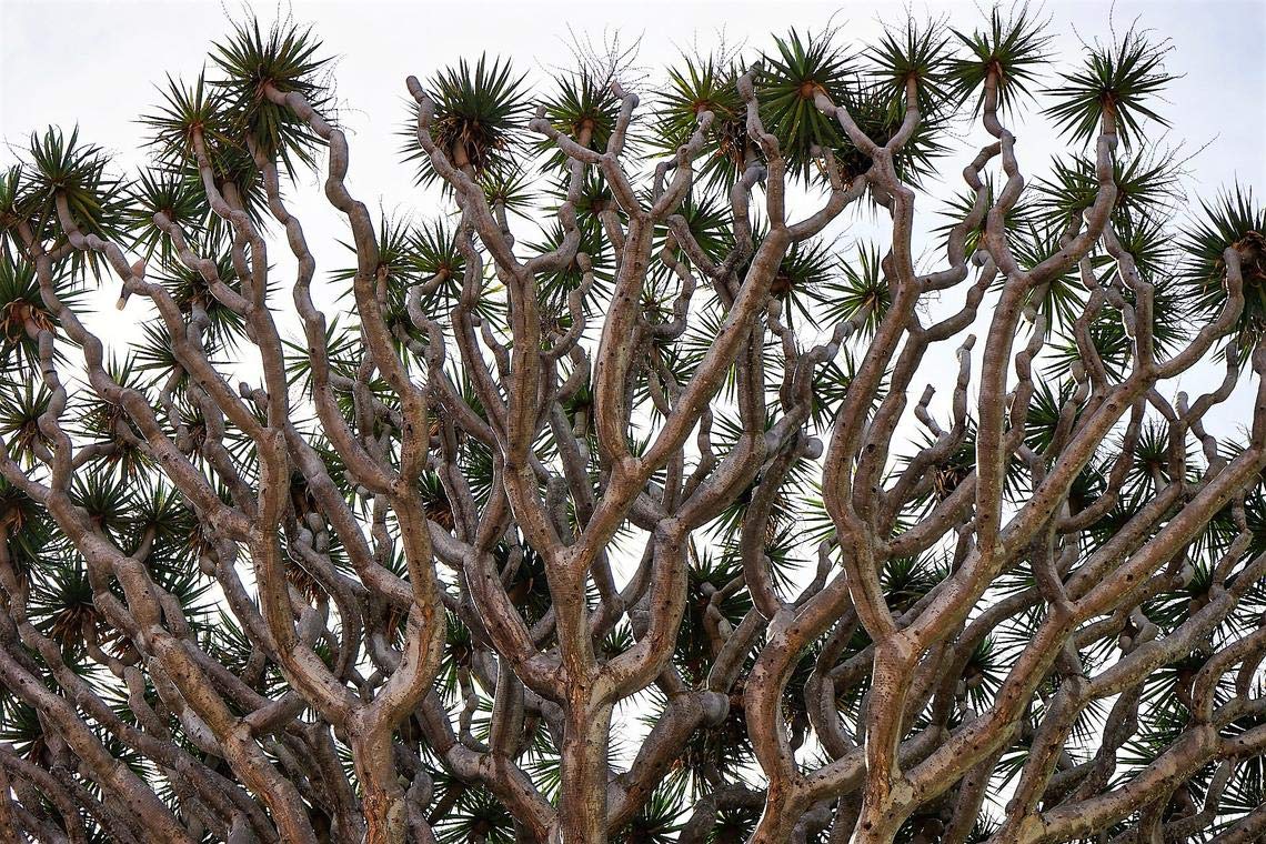 Dragon Blood Tree Seeds to Grow - 6 Seeds - Dracaena Draco Seeds for Planting - Exotic Tree Seeds