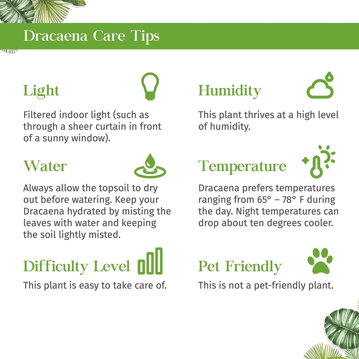Dracaena Tornado Live Plant for Indoor | Different Houseplants in 4'' & 6'' Pot | Real House Plant for Living Room, Office, Desk & Bathroom | Tornado | Dracaena Fragans