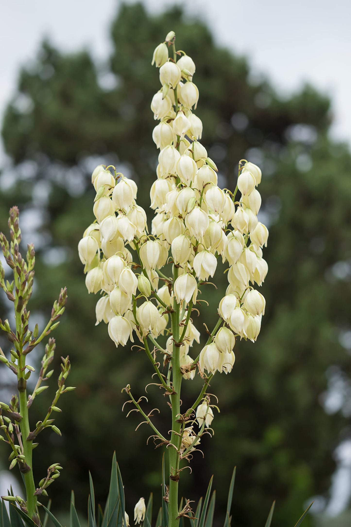 Organic Yucca Seeds (Yucca filamentosa) 50 Seeds (0.5 Grams) - Adam's Needle, Spanish Bayonet, Yucca, Needle Palm Seeds by Smoke Camp Crafts