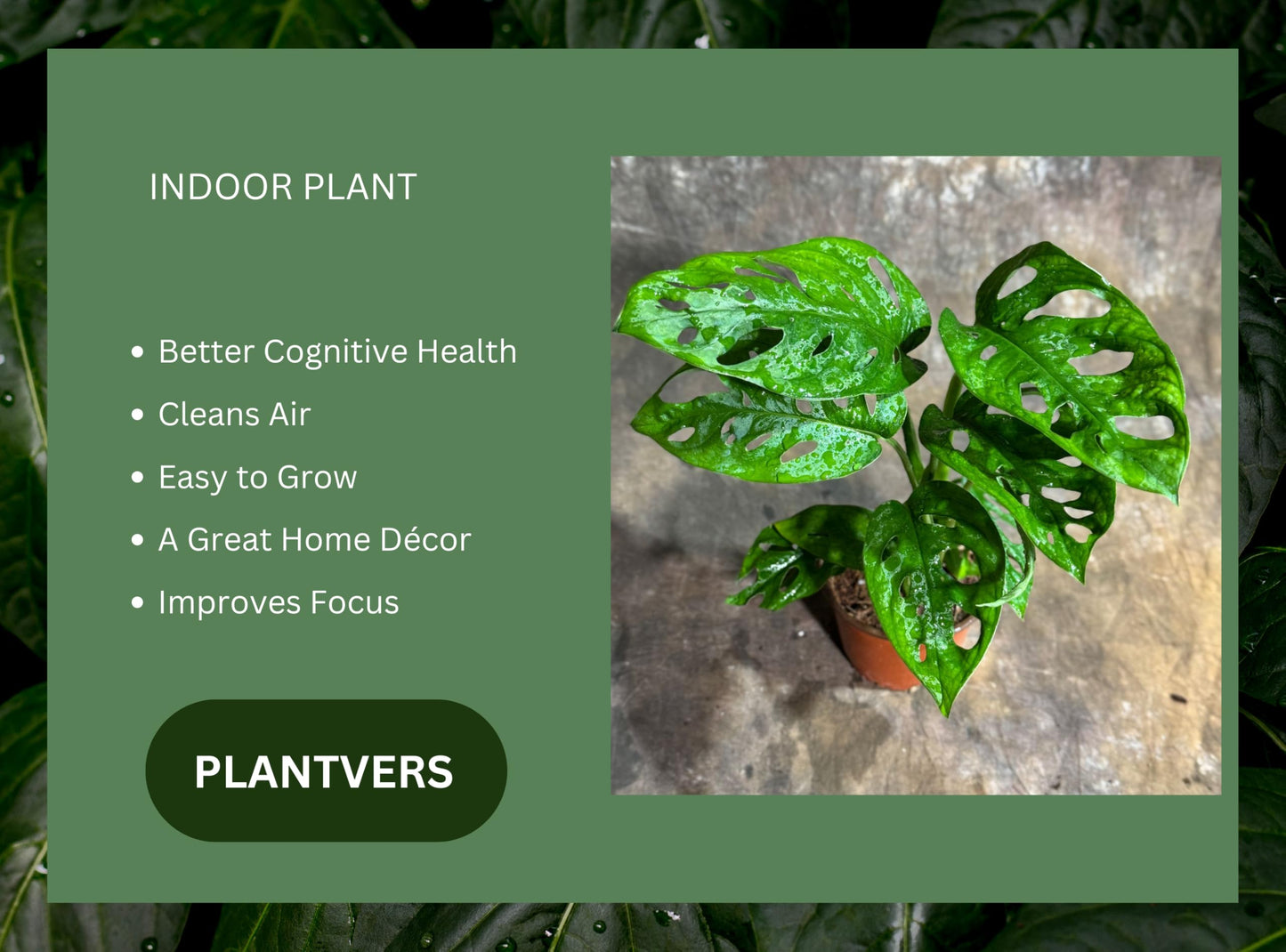 PLANTVERS Monstera Adansonii Swiss Cheese Plant in a 4" Nursery Pot – Live Indoor Monstera Houseplant – Swiss Cheese Vine – Easy Care Plant – Air Purifying Indoor Plant