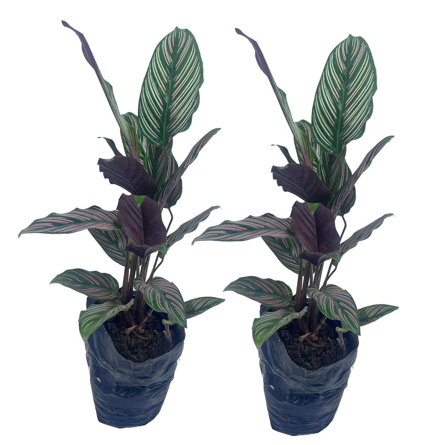 LEAL PLANTS ECUADOR Calathea Ornata Sanderiana Stretched (Pack of 2) Fascinating Leaf Movement, Easy Care Tropical Houseplant, Air-Purifying, Ideal for Home & Office Decor, Unique Living Plant Gift