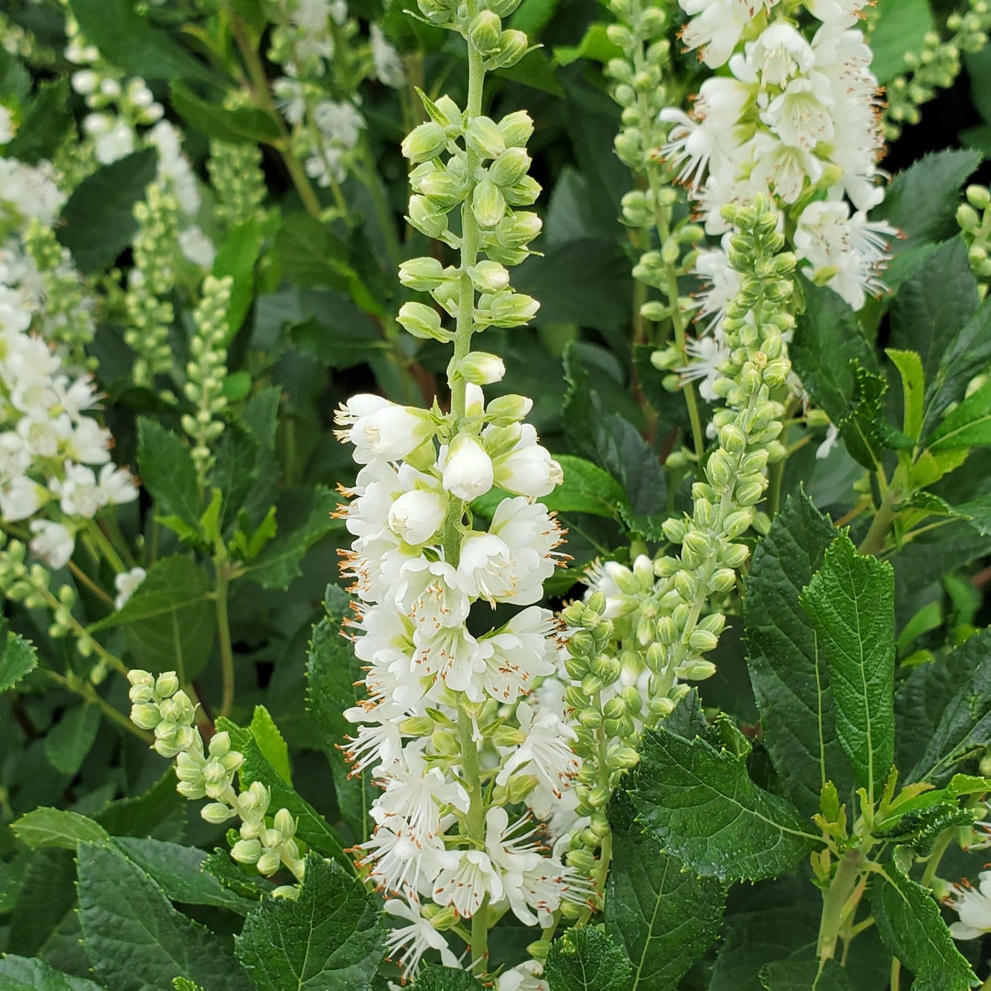 Proven Winners Ripple Effect Summersweet (Clethra alnifolia) Live Plant, 4.5" Qt
