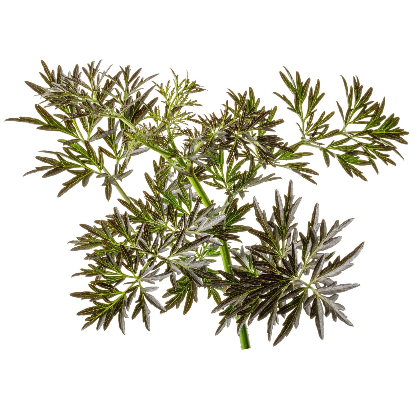 Proven Winners Laced Up Elderberry (Sambucus nigra) Live Plant, 4.5" Qt