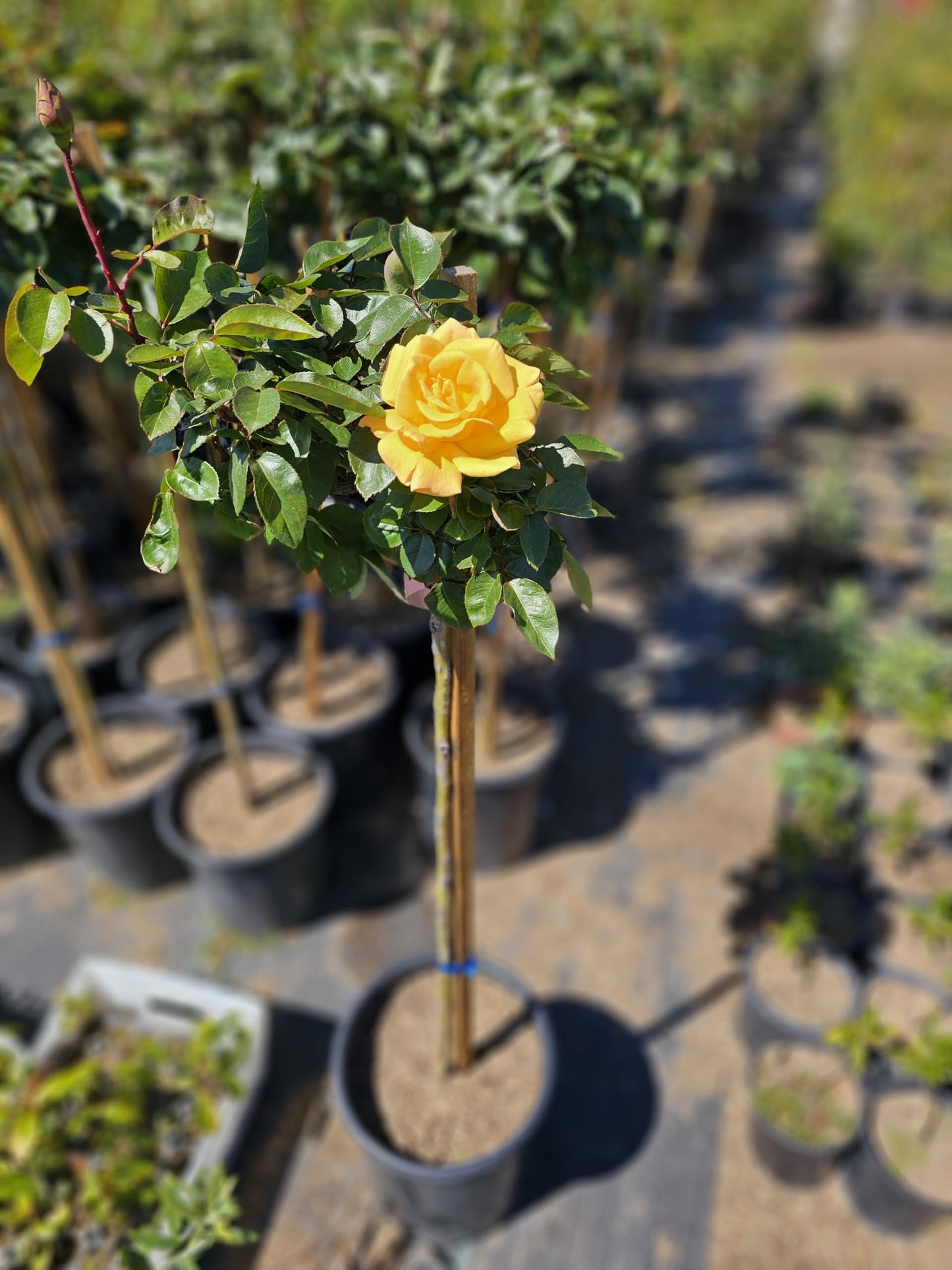 Rose Tree, Live Flowering Plant, 4-5 ft Tall, Reblooming All Year, 5 Gallon Pot (Oregold Rose - Hybrid Tea - Lightly Fragrant (Golden Yellow), 5 Gallon)