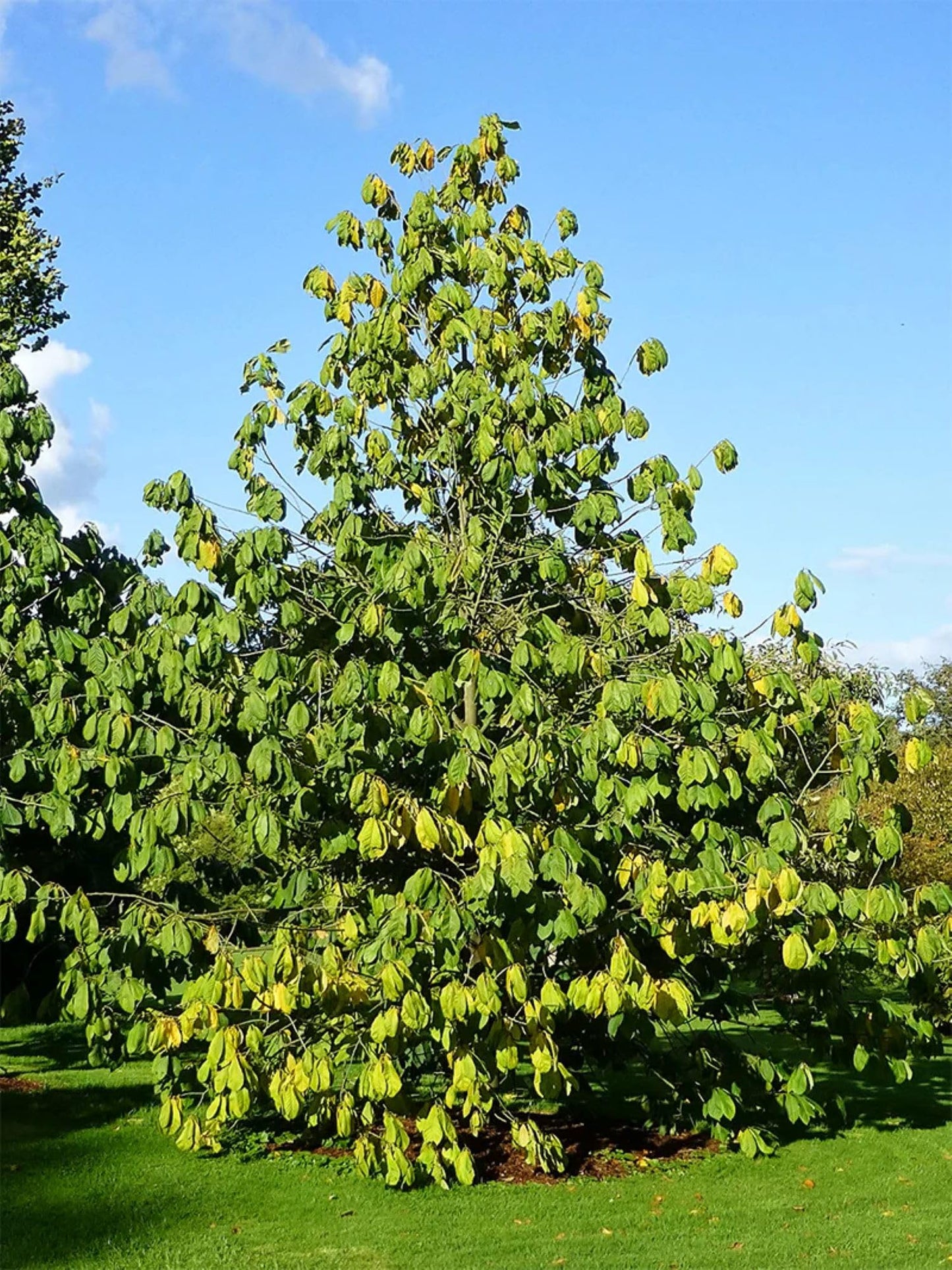 American Plant Exchange Paw Paw Tree, Live 1-Gallon Pot, Tropical-Looking Leaves, Edible Fruit, Banana-Pineapple-Mango Flavor, Full Sun to Partial Shade, Requires Multiple Trees for Pollination