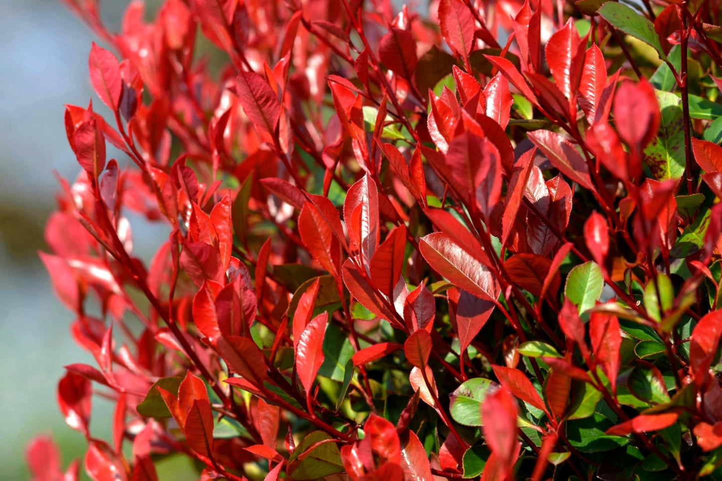 Photinia Red Tip - 3 Live Plants - Photinia x Fraseri - Evergreen Landscape Shrub