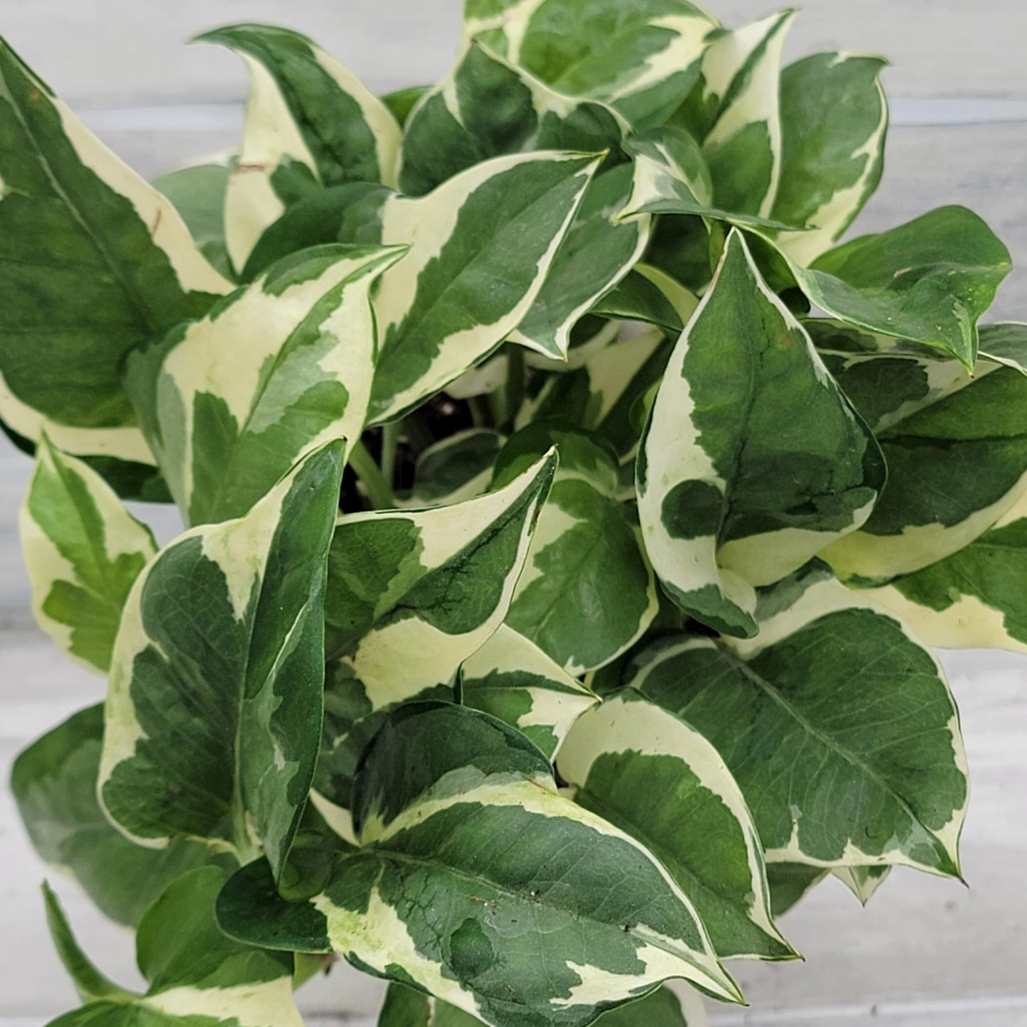 Pothos NJoy Live Houseplant 4 Inch Pot Established Variegated Epipremnum Aureum Easy Care Indoor Plant White Green Foliage Vining Devil's Ivy