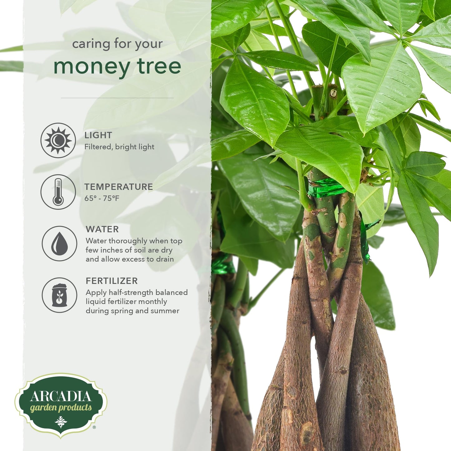 Live Braided Money Tree Pachira Aquatica Indoor Houseplant in Arcadia Garden Product's Branded Plastic Pot, Tropical Plant Collector Gift for Home and Garden Decor, 4-in, Beige
