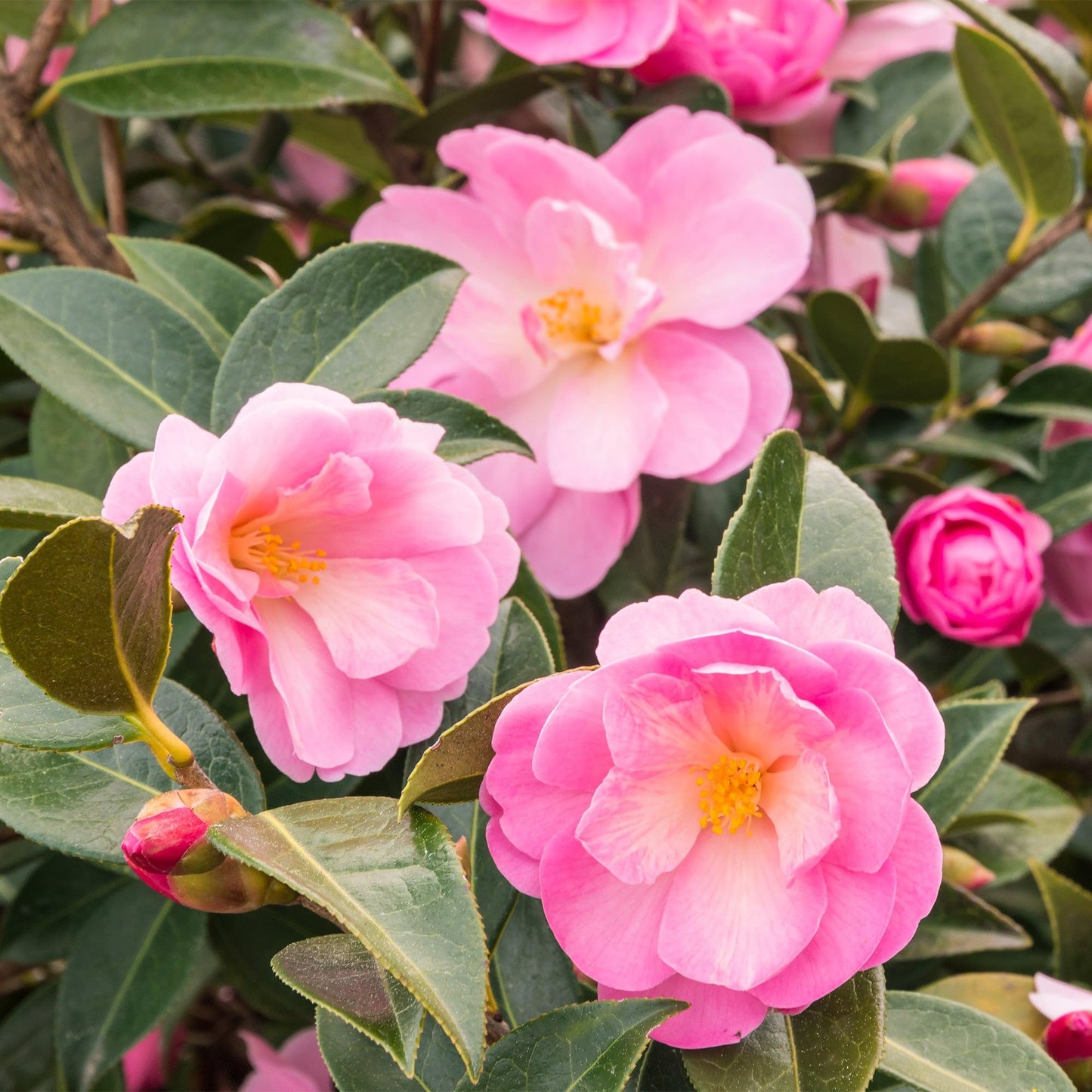 Perfect Plants Taylor's Perfection Japanese Camellia 3 Gallon Pot | Live Outdoor Flowering Shrub Plant for Garden Landscape | Pink Fall & Spring Flowers | Evergreen | Thrives in Zones 7-10