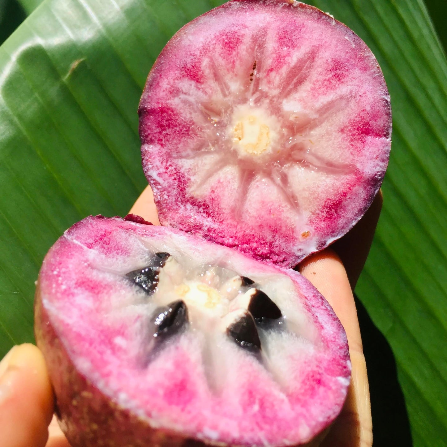 Caimito Tree (Chrysophyllum cainito) – Star Apple Live Tropical Fruit Plant 1–2 ft Tall TROPICALPLANTAE