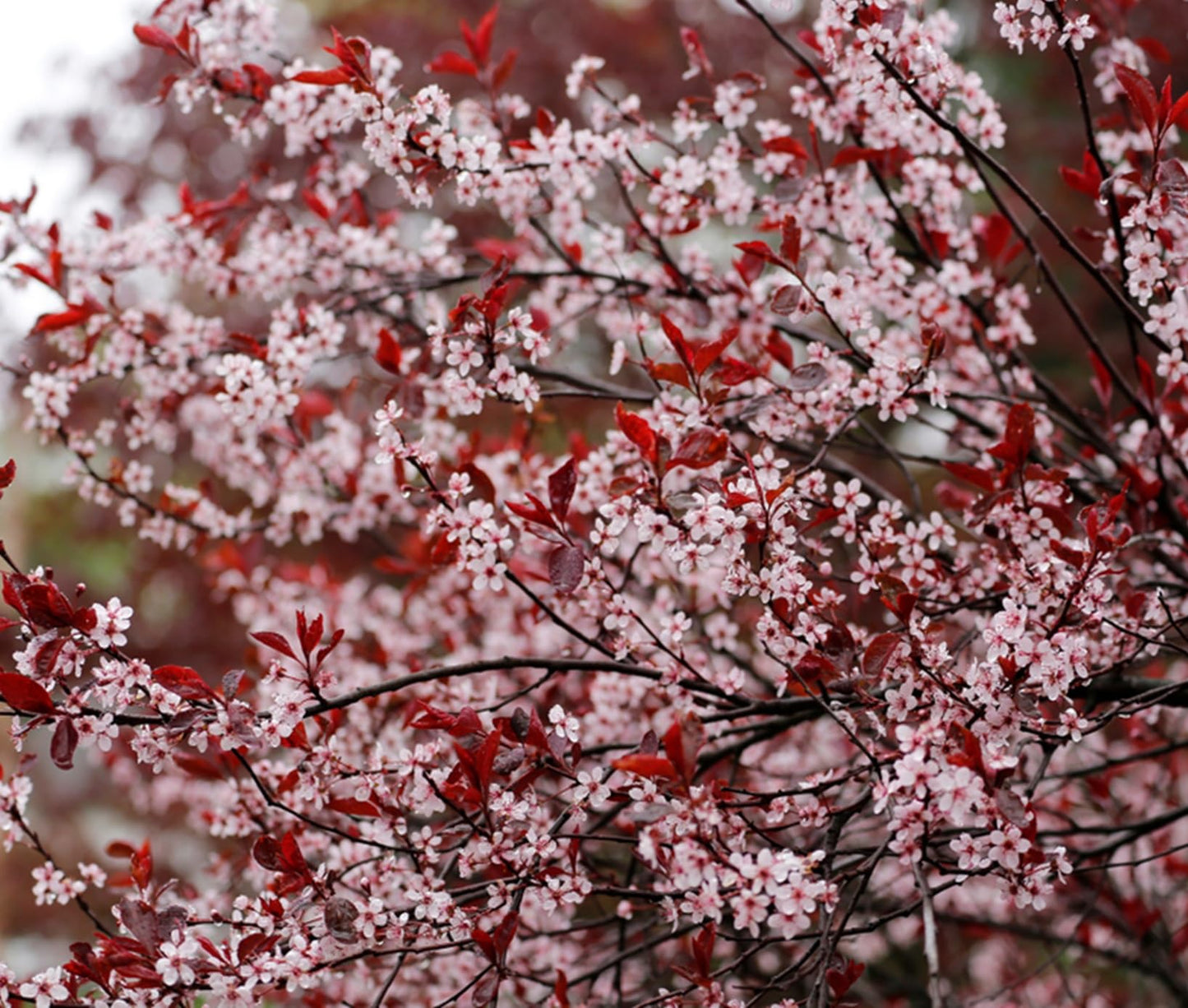 Purple Leaf Sand Cherry Live Plant – Prunus Cistena Ornamental Shrub – Pink Spring Blossoms with Deep Purple Foliage – Hardy Landscape Flowering Bush for Outdoor Gardens (3 Trees)