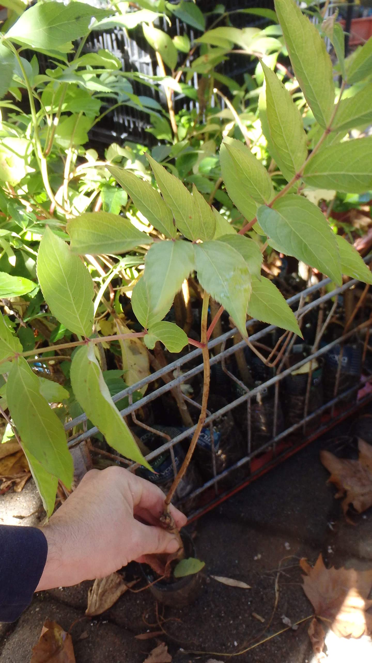One Live Rooted Plant of Elderberry, Sambucus nigra, Sent Bare Root