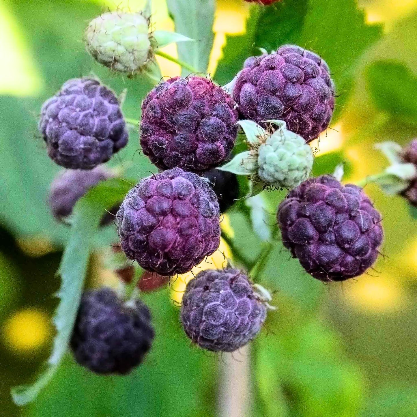 4 Mixed Raspberry Plants Live, 5-9 Inch Tall, Raspberry Fruit Trees for Outdoor Growing, Raspberry Seedling