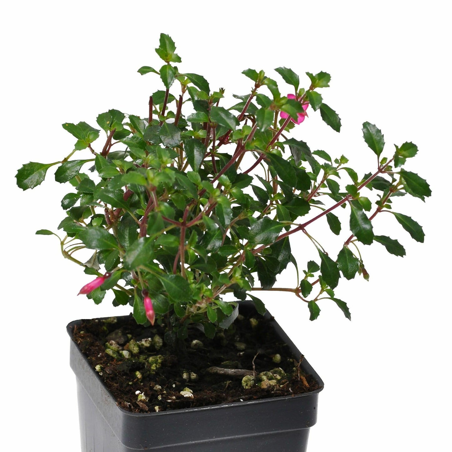Fuchsia Lottie Hobby, Miniature Container Plant, Houseplant, Long Bloom Period and Profuse Flowering on Sun Loving Perennial for Indoors or Outdoors, Container Size: 3" (2.6x3.5)