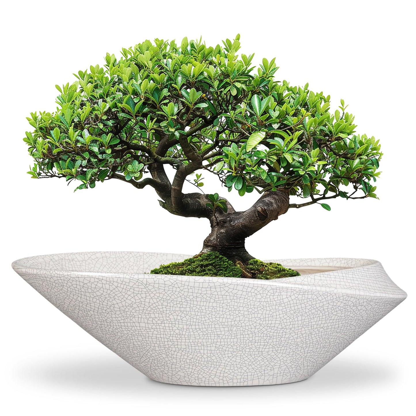 EPFamily Bonsai Pots - 18 Inch Ceramic Plant Pot for Bonsai Tree, Modern Indoor & Outdoor Succulent Planter with Drainage, Room Decor, Gifts for Plant Lovers, White-Black