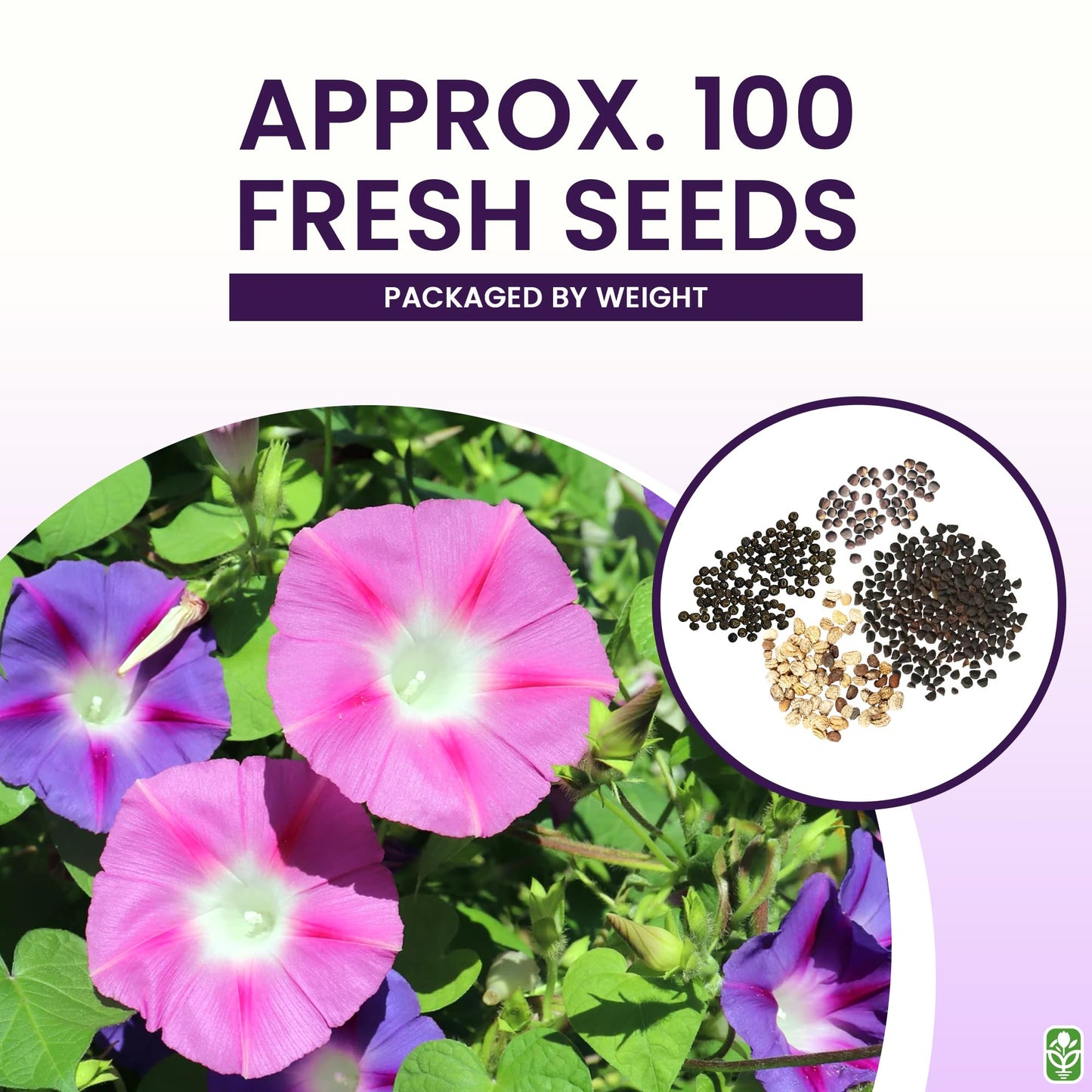 Climbing Vine Seeds for Planting – Colorful Mix of Climbing Flower Seeds: Morning Glory, Nasturtium, Black-Eyed Susan Vine, and Sweet Pea