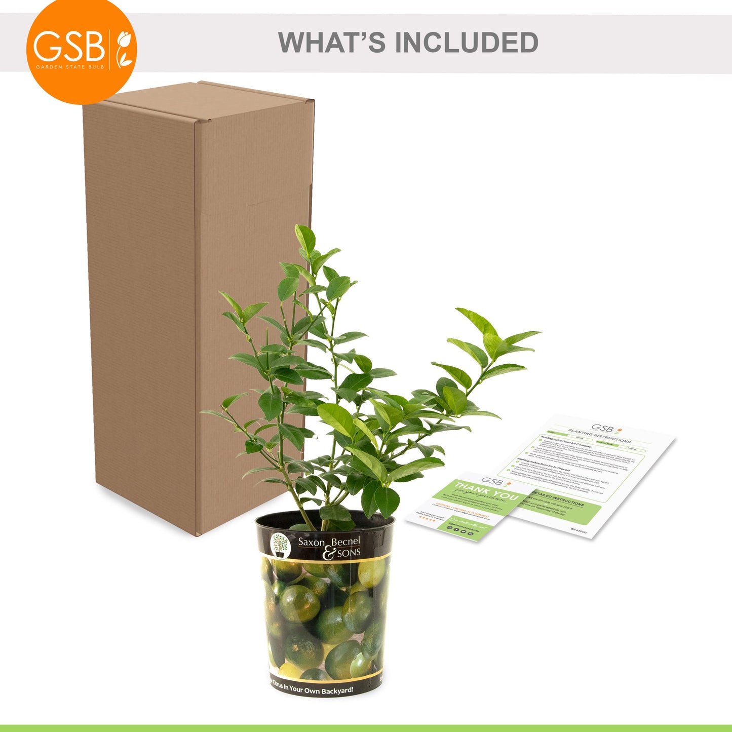 Garden State Bulb Persian Lime Tree, Citrus Live Plant (1 Gallon Growers Pot) Cannot Ship FL, AZ, CA, TX, LA