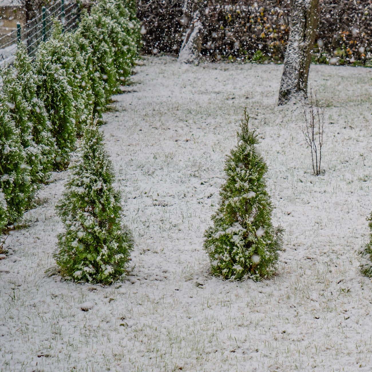 Perfect Plants Thuja Green Giant 3 Gallon | Live Evergreen Tree for Landscaping & Privacy | Grows 3-5 Feet Per Year