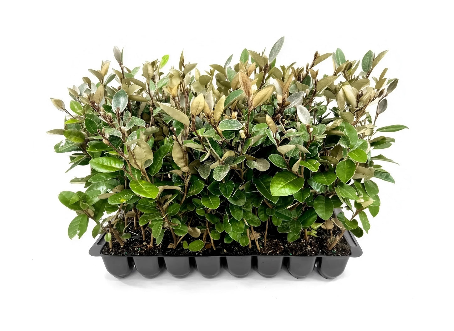 Elaeagnus Pungens I 30 Live Plants I Thorny Olive I Hardy Evergreen Shrub with Fragrant Blooms, Perfect for Hedges, Screening & Ornamental Garden Display