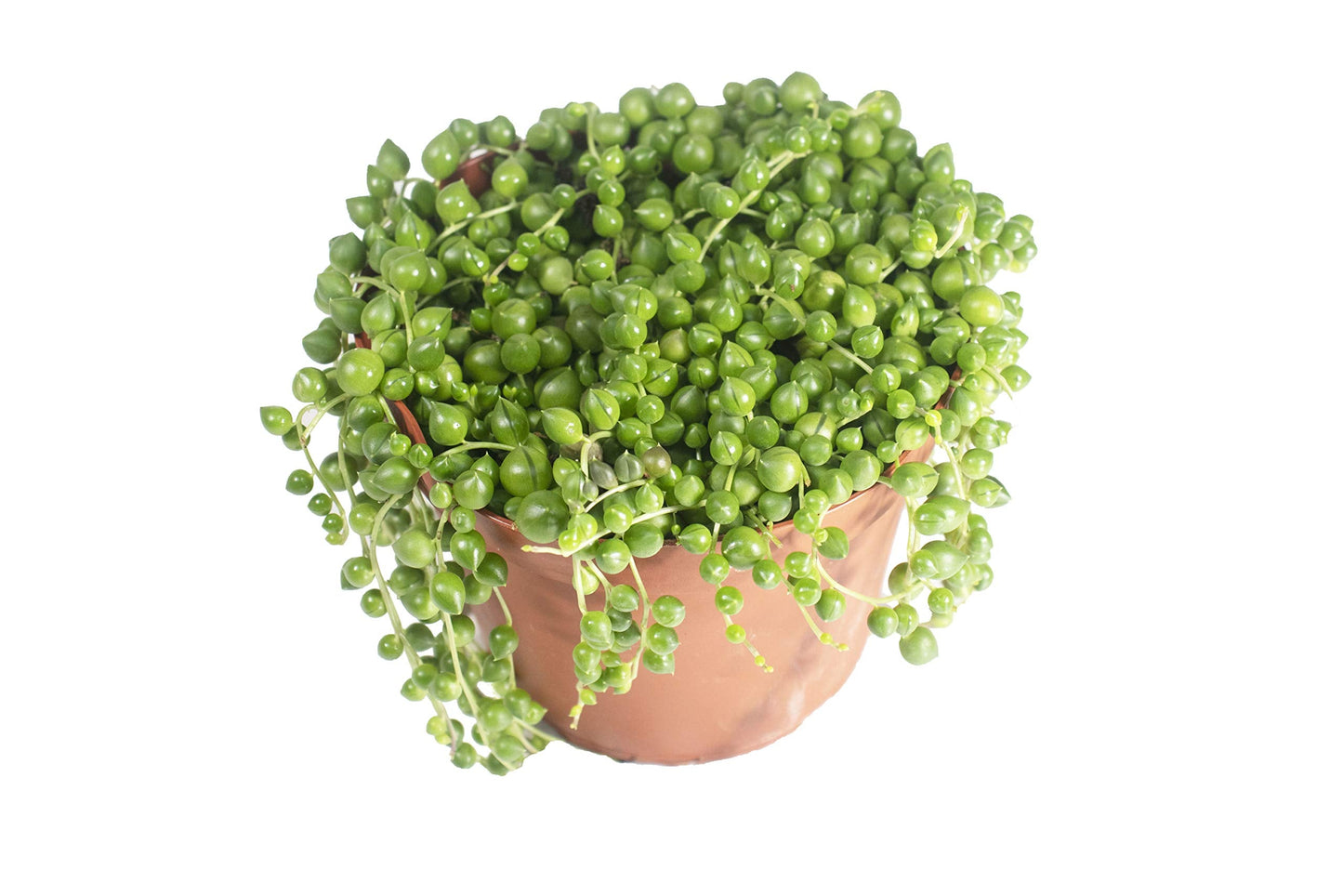 String of Pearls - 6'' from California tropicals