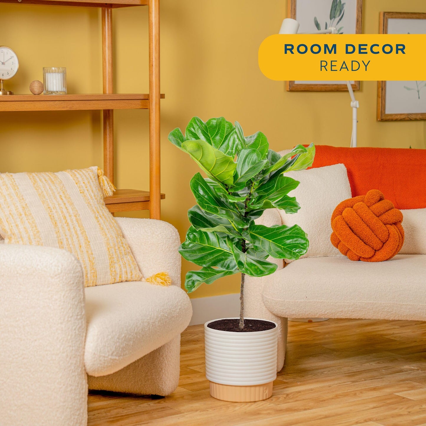 Costa Farms Fiddle Leaf Fig Tree, Live Ficus Lyrata 3–4 Ft, Air Purifying Large Easy to Maintain Indoor Floor Plant, Living Room, Bedroom or Office Décor Gift