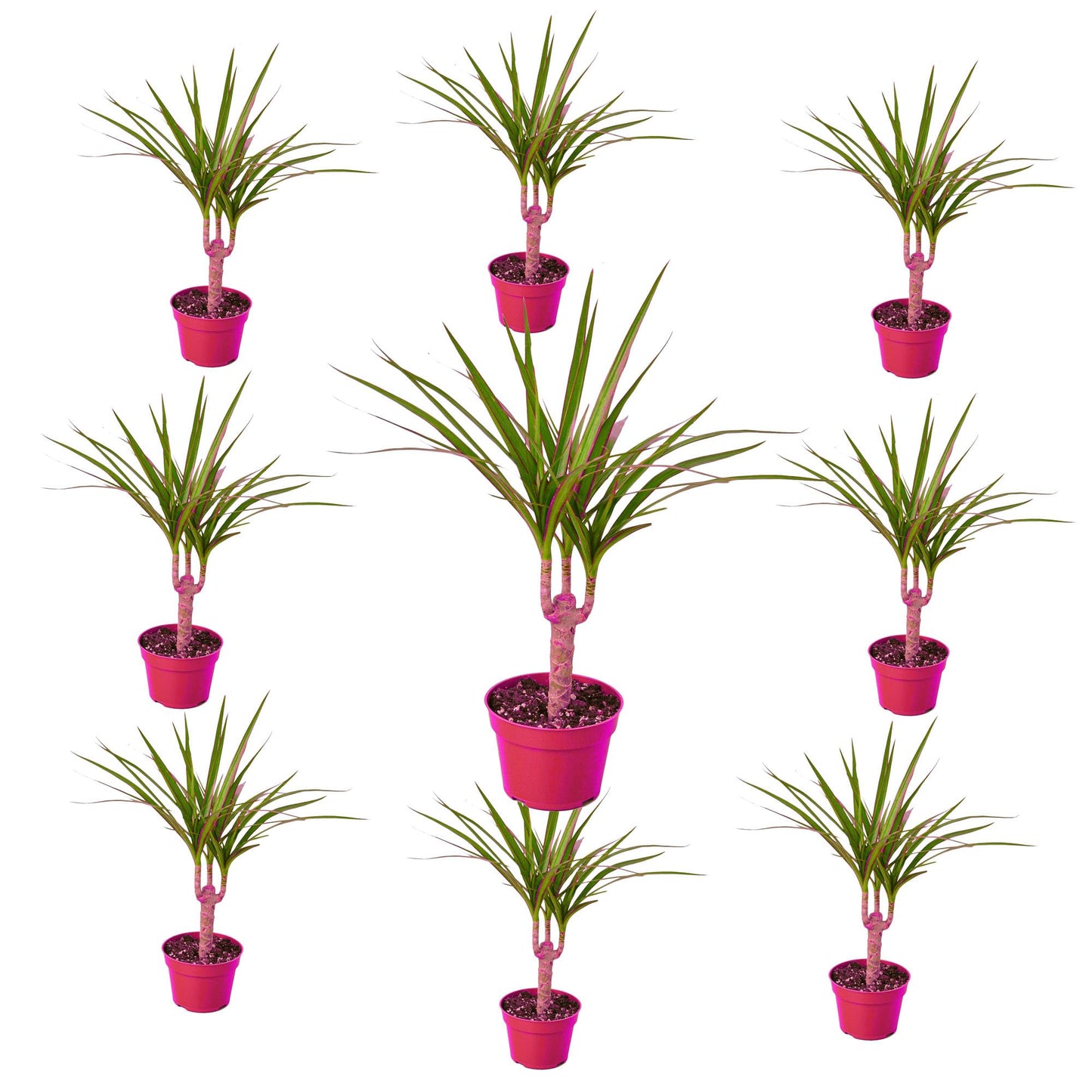 9 Pack Dracaena Marginata Cane in 4in Pot - Live Plants Tropical Houseplants | Variegated | USA Growers | The Snobby Leaf