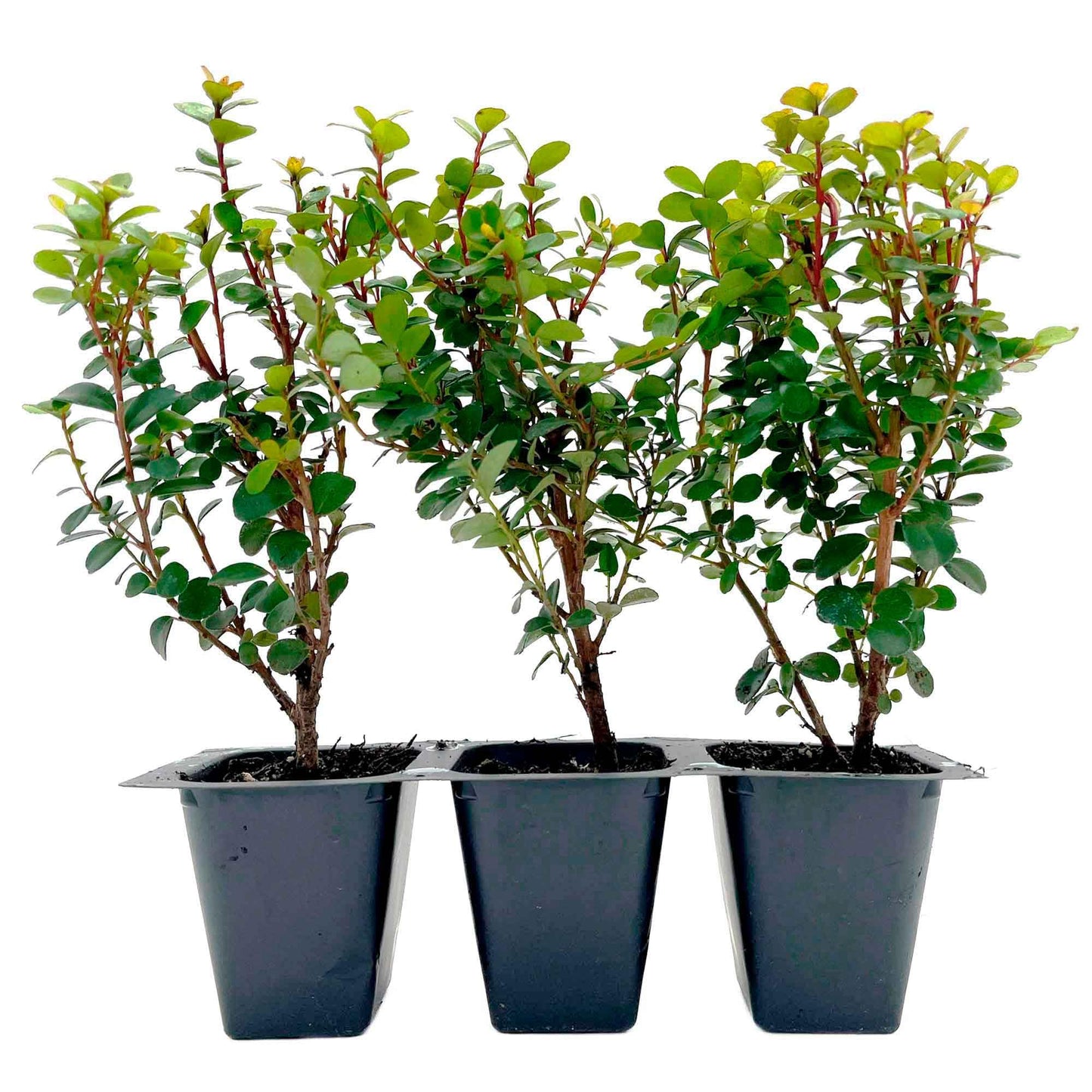 3 African Boxwood Myrsine – Dense Evergreen Shrub for Low Hedges, Borders & Topiary Landscapes (Myrsine africana) in 2.5” Cubes, Live Plants