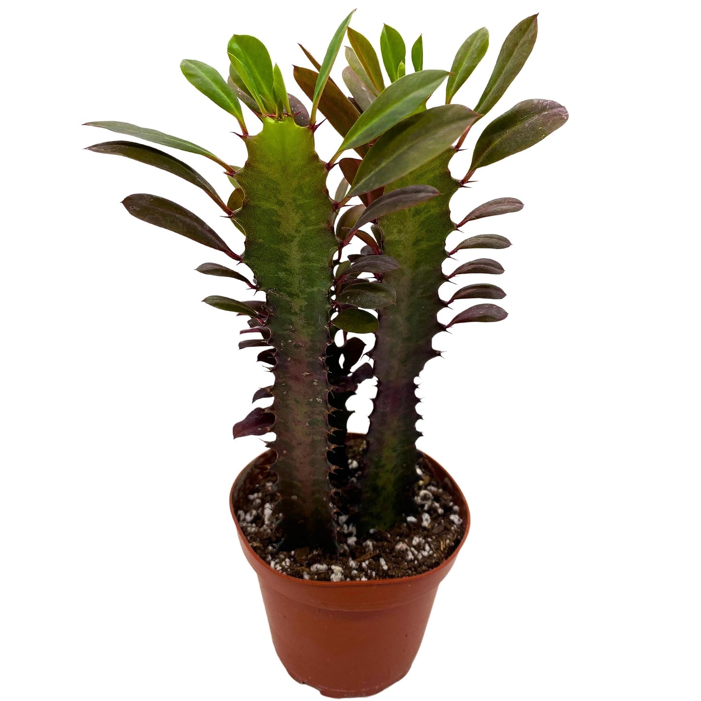 BubbleBlooms Red African Milk Tree, Euphorbia trigona 4 inch Pot, Red Cathedral Cactus Milktree