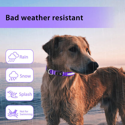 PCEoTllar Light Up Collar - Rechargeable Flashing LED Collar for Small, Medium & Large Dogs - Waterproof, 7 Colors Glowing, Purple (8 Mode)