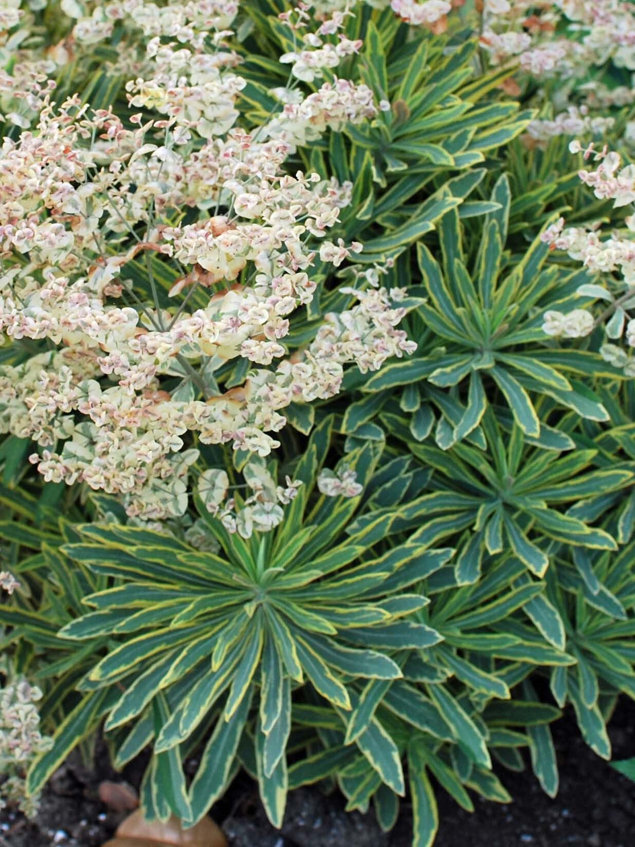 Perennial Farm Marketplace (Spurge) Perennial, Size-#1 Container Euphorbia m. 'Ascot Rainbow', Greenish Yellow Flowers
