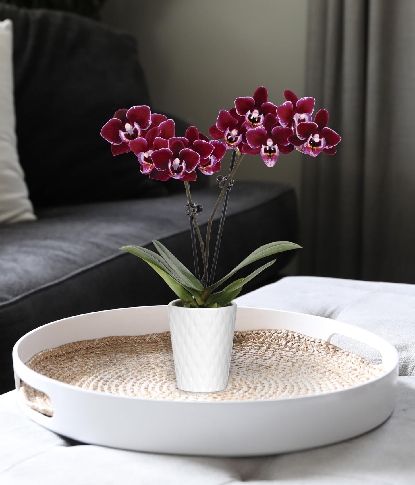 Green Circle Growers 2.5" Purple Mini Orchid in White Ceramic Pot, Live Indoor Plants, House Plant