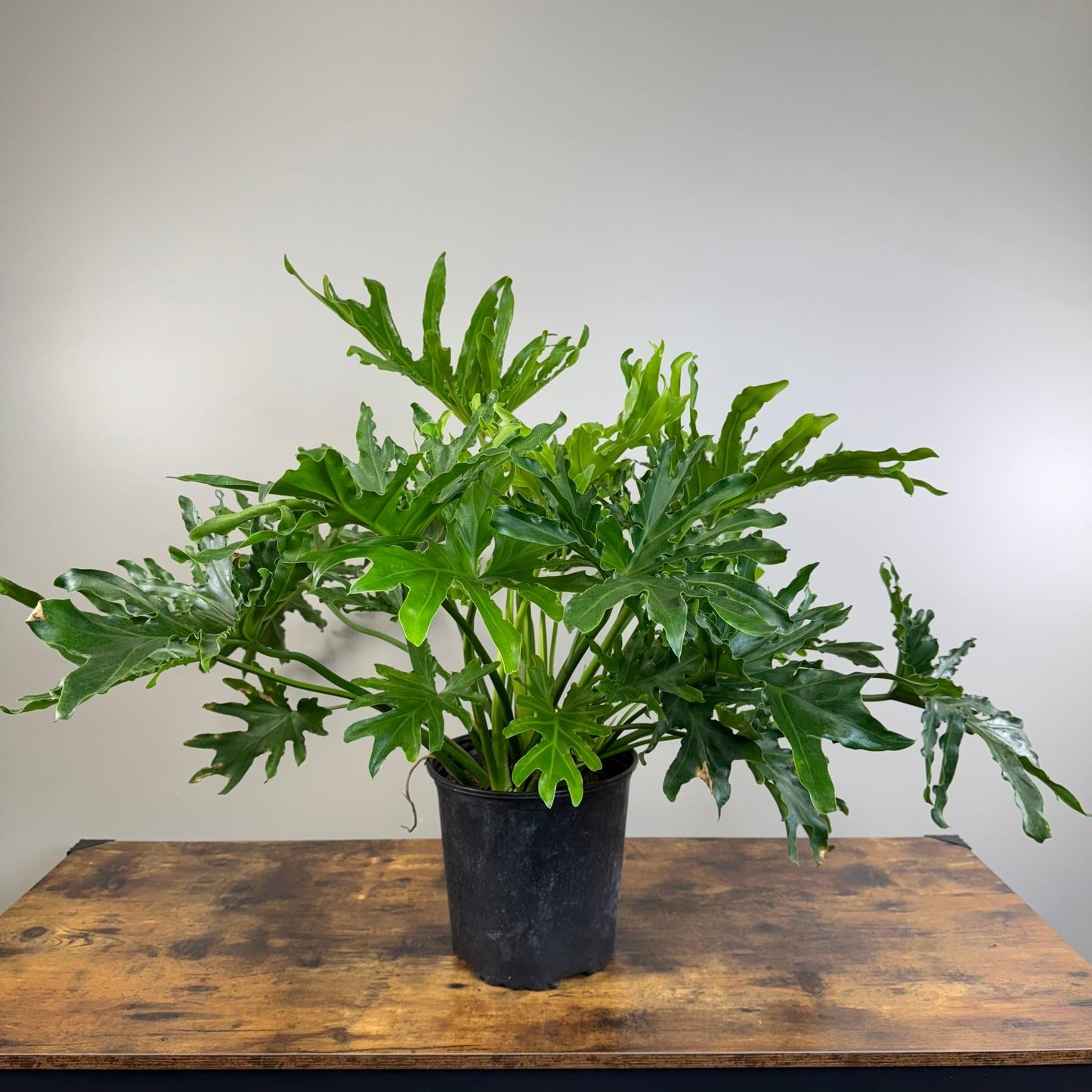 Philodendron ‘Lickety Split' | Live Plant for Indoor & Outdoor | for Living Room, Office, Bathroom | (8" Pot)