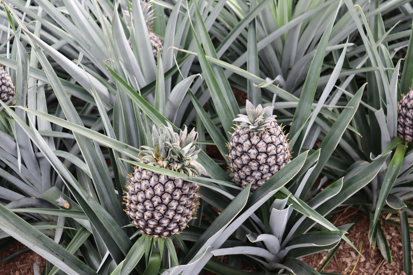 Live Elite Gold Pineapple Pineapple Plant (Ananas comosus) - (Pack of 2) - 4-6 Inches Tall - Ideal for Gardens and Containers - Sweet, Juicy Pineapple Fruit - Easy Grow, Ready for Planting
