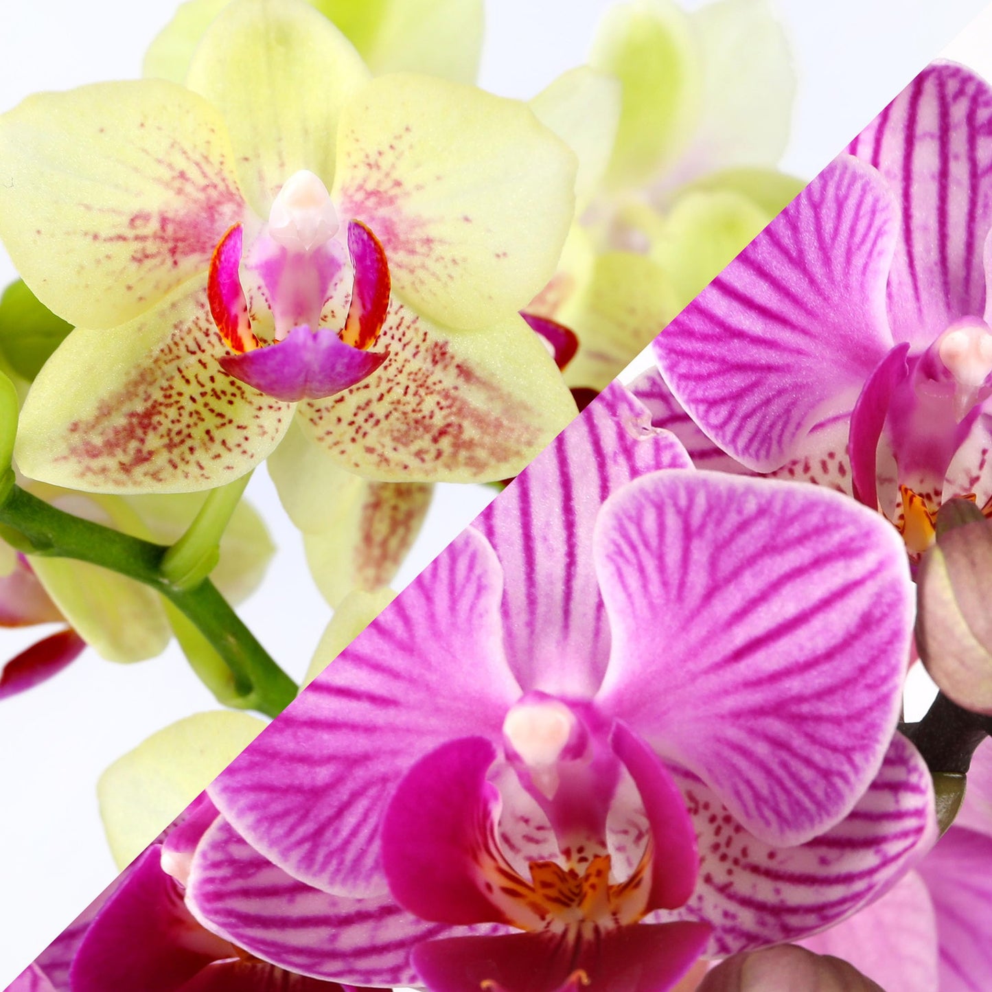 Green Circle Growers Pink and Yellow Orchid Duo in 4" White Pot with a Bunny Pick, Live Indoor Plants, House Plant