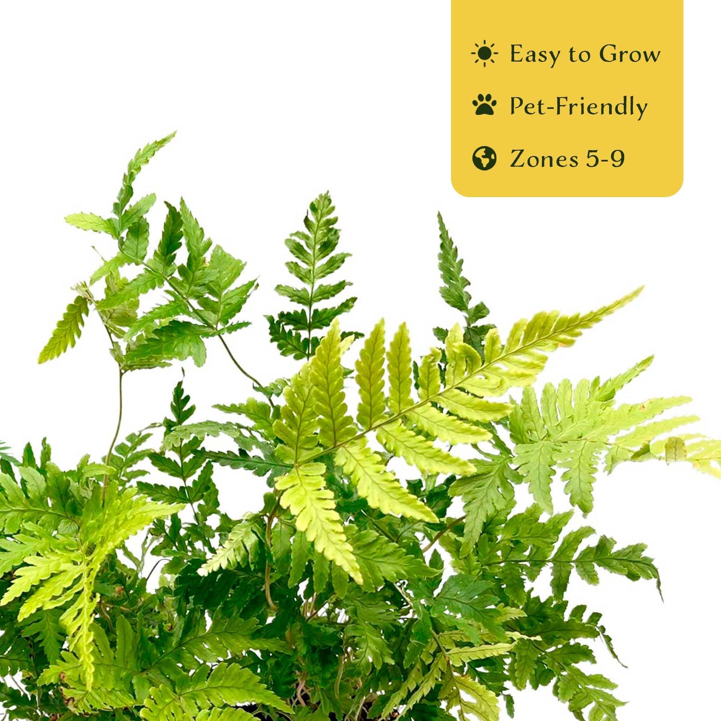 2 Autumn Fern – Evergreen Perennial Shade Fern with Arching Coppery Fronds for Woodland Shade Borders & Containers (Dryopteris erythrosora ‘Autumn’) in 3.5” Cubes, Live Plants