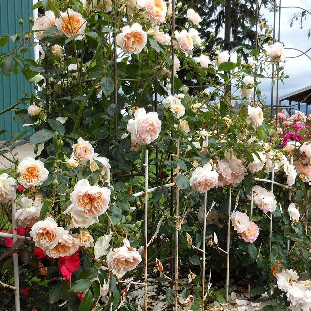 Heirloom Roses Climbing Rose Plant - Ginger Syllabub™ Apricot Orange Rose Bush, Live Climber Rose Plant for Planting Outdoors