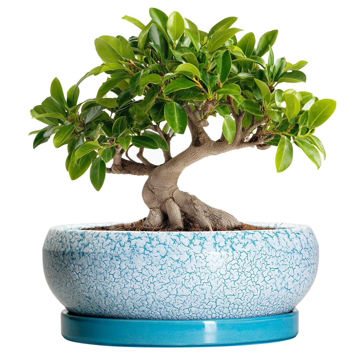 EPFamily Bonsai Pots 10 Inch - Shallow Ceramic Planters for Indoor Outdoor, Succulent Pots with Drainage Hole and Saucer, Round Planter Bowl, Succulent Planter, Garden Decor, Housewarming Gifts, Blue