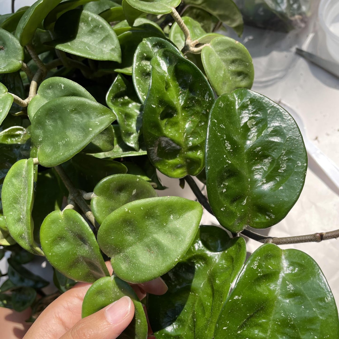 Hoya Plant, Hoya Live Plant, Rare Hoya House Plant Live 4 to 7 Inches Height, No Pot, Vine Hoya Plant