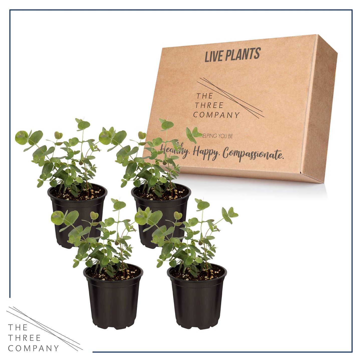 Live Aromatic and Edible Herb - Eucalyptus (4 Per Pack) - Assorted Varieties, Natural Air Purifier, 10" Tall by 3" Wide