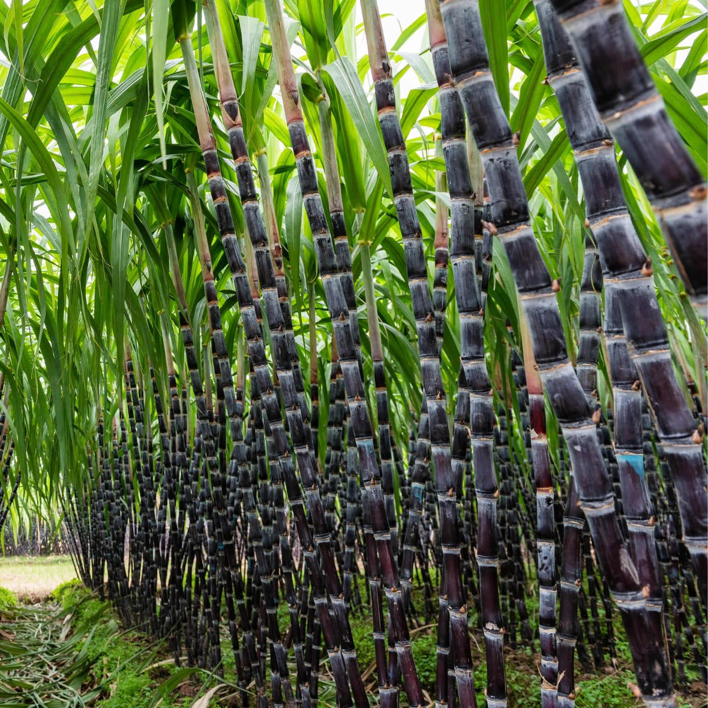 30 Purple Sugarcane Cuttings, Fresh Sugar Cane Stalk Cuttings with 2-3 Nodes for Planting, Fast Growing Tropical Garden Plant, No Ship to CA