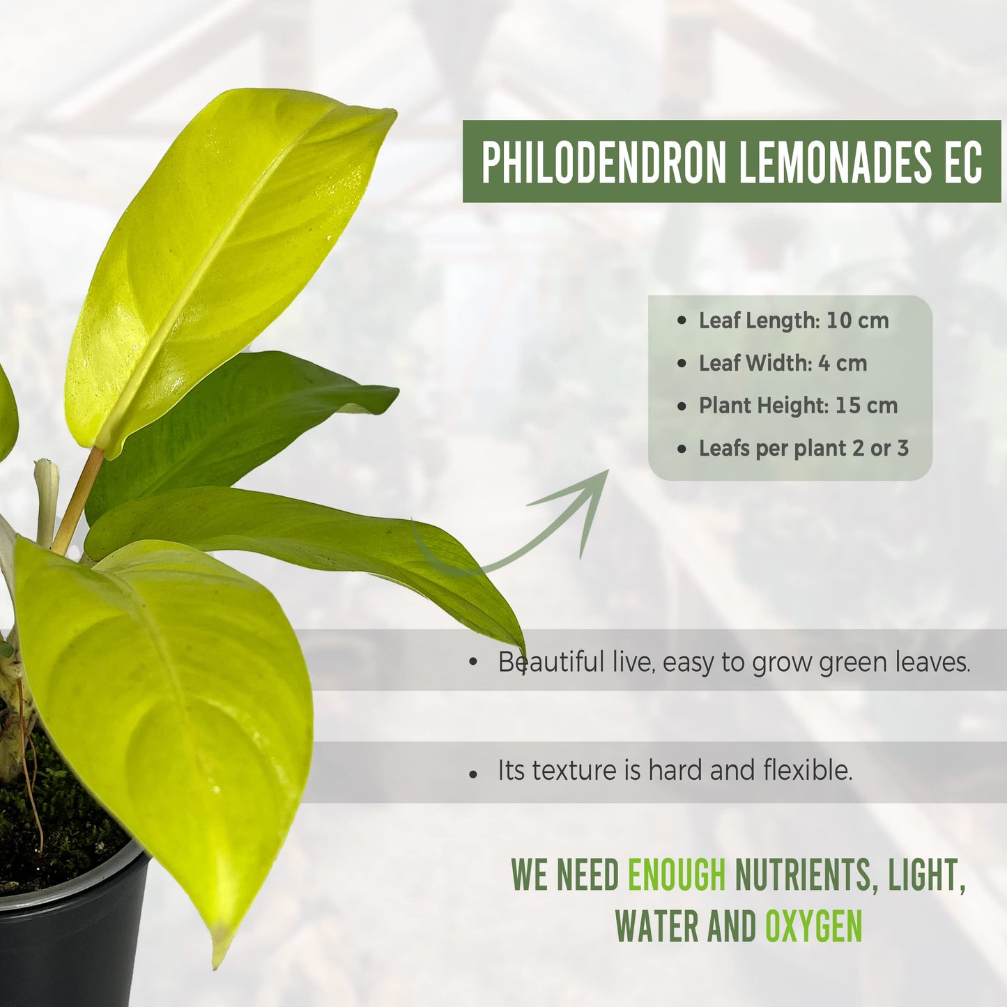 LEAL PLANTS ECUADOR Philodendron Lemonades EC (Pack of 2)| Lemon Lime Philodendron Golden Pothos & Jade Plant | Live Indoor Houseplants for Air Purification & Home Décor
