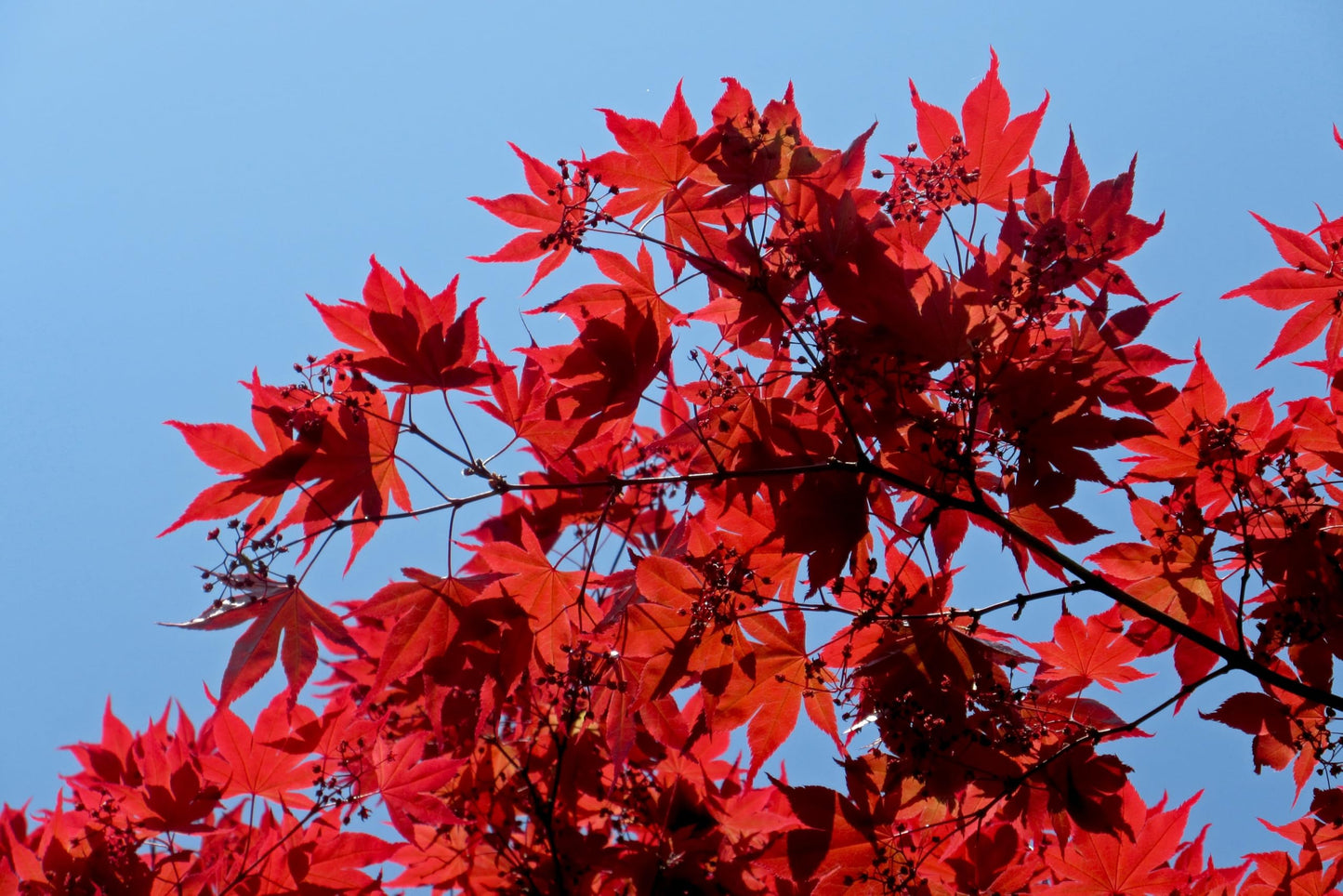 Large American Red Maple Shade Tree - Live Plant Shipped 5 to 6 Feet Tall by DAS Farms