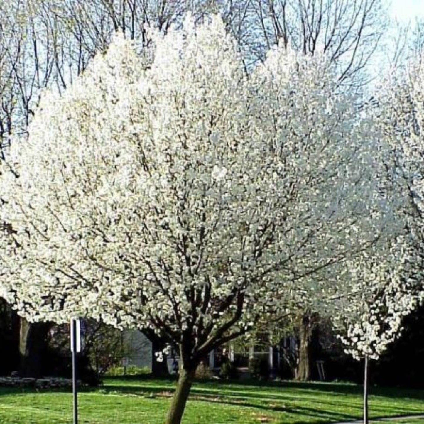 9 Months Old Pear Tree Live Plant for Spring Planting, Yellow Green Pears 8-10 Inches in Tall, No Pot, Dormant in Winter, No Leaf, Cold Hardy Pear Home Orchard Yard