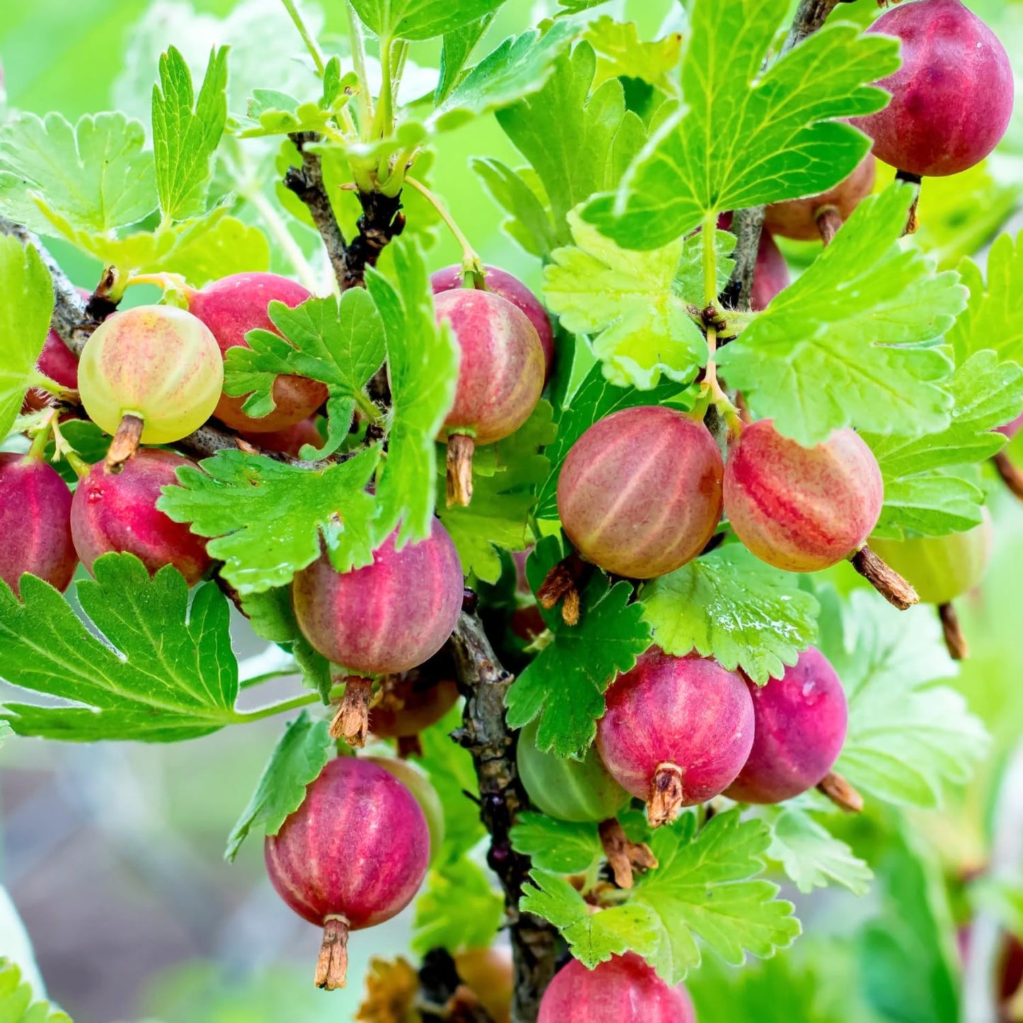 Gooseberry Bush Live Plant Well Rooted, 5-9 Inch Tall, Sweet Gooseberry Plant Live for Planting