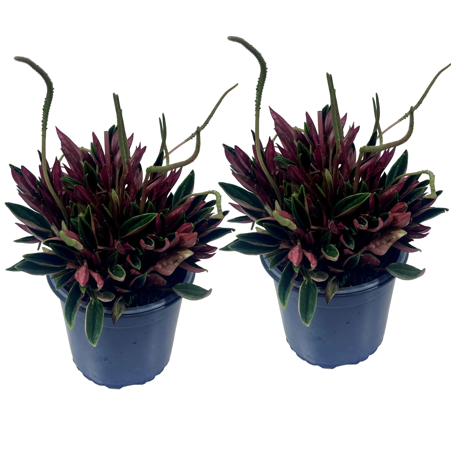 LEAL PLANTS ECUADOR Peperomia Rosso (Pack of 2) Live Indoor Plant, Easy-Care Tropical Houseplant, Natural Air Purifier, Perfect for Home Decor, Unique Gift for Plant Lovers