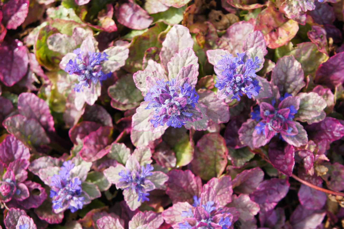 Burgundy Glow Ajuga 48 Plants - Carpet Bugle - Very Hardy -1 3/4" Pots