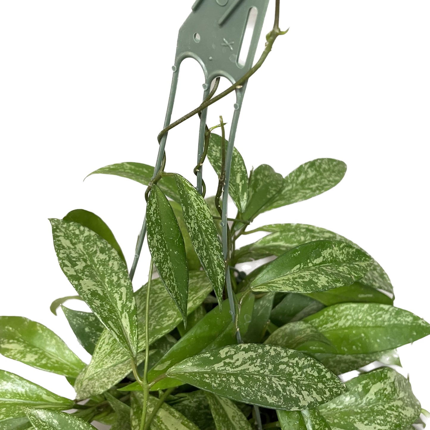 Hoya Publicalyx Splash Red Button - Air Purifying Features - Pet Friendly - Hoya Plants Live Houseplants - Wax Plant (3-4 Plants, 4" Pot)