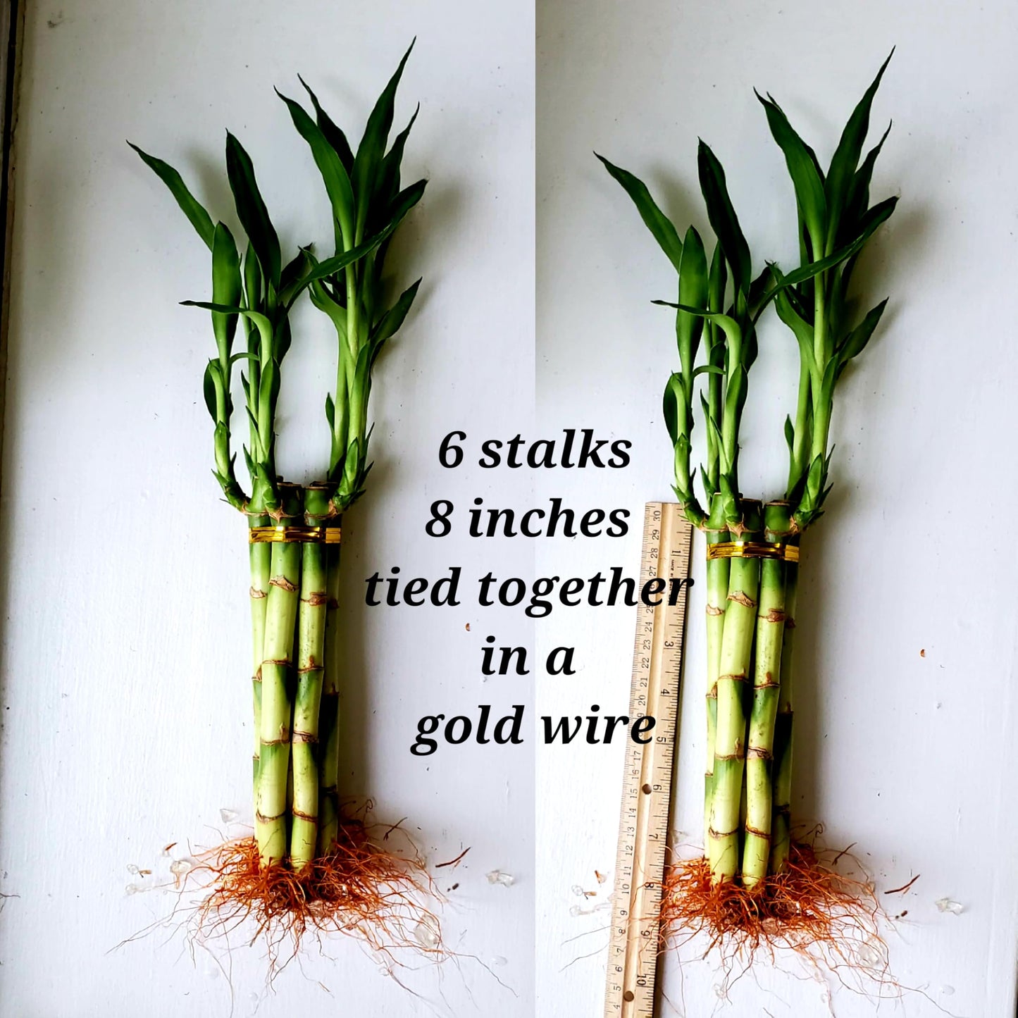 8 inches Lucky Bamboo 6 Healthy Plants, Tied in Gold Wire, Gift, Feng Shui, Indoor Plant, Bring Good Luck to Your Home, Perennial, Just add Purified Water