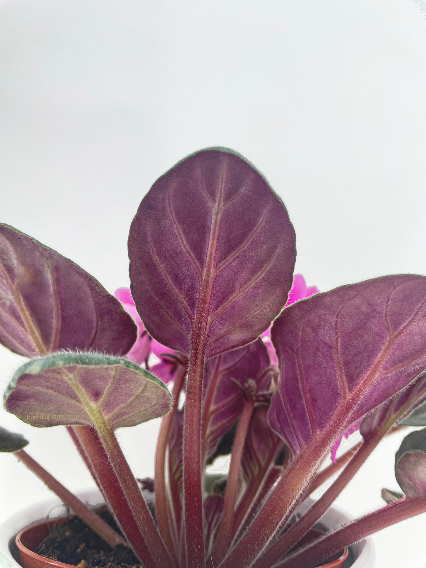 African Violet Live Plant Purple Flowers 4" Pot Indoor Houseplant Blooming Live Flowering Plant Easy Care Gift for Home or Office