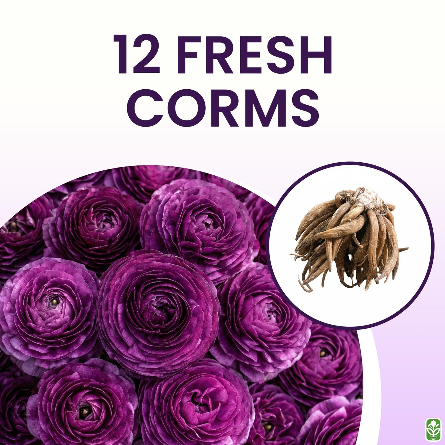 Purple Aviv Peony Ranunculus - 12 Largest Size Corms, Premium Ranunculus Bulbs, Vibrant Purple Flowers, Ideal for Garden Beds, Stunning Peony-Like Blooms